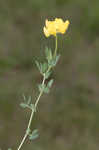 Bird's-foot trefoil